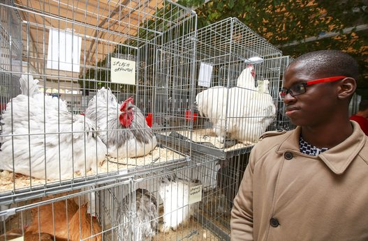 بالصور.. واصبح للدجاج ملكة جمال!